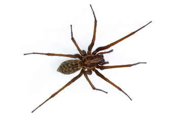 Masters Pest Management provides residential and commercial pest control services for a variety of crawling pests in West Virginia.